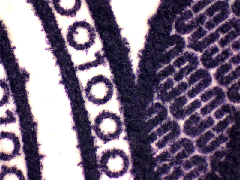 Fixations macro pour microscope électronique avec facteur 0,5×