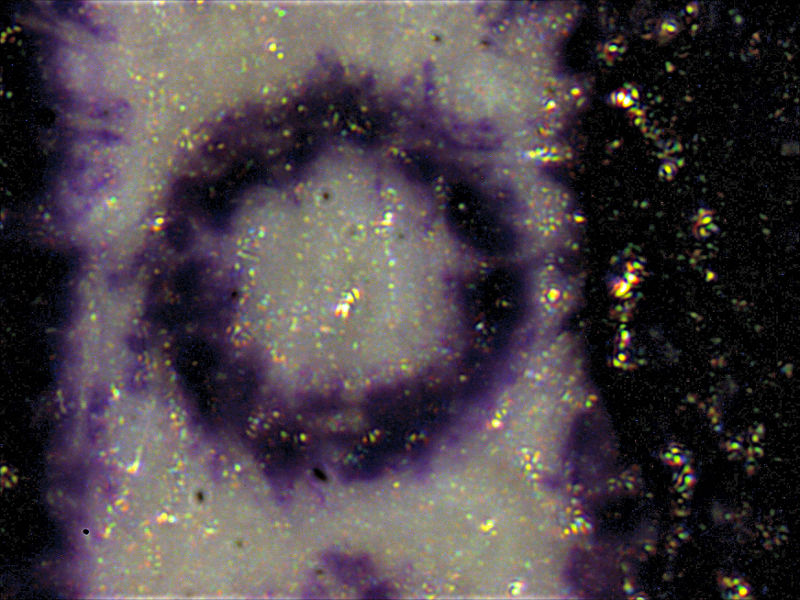 Fixations macro pour microscope électronique avec facteur 2.0×